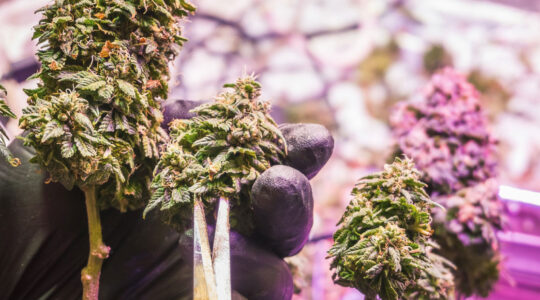 Fleurs de CBD indoor avec belles couleurs