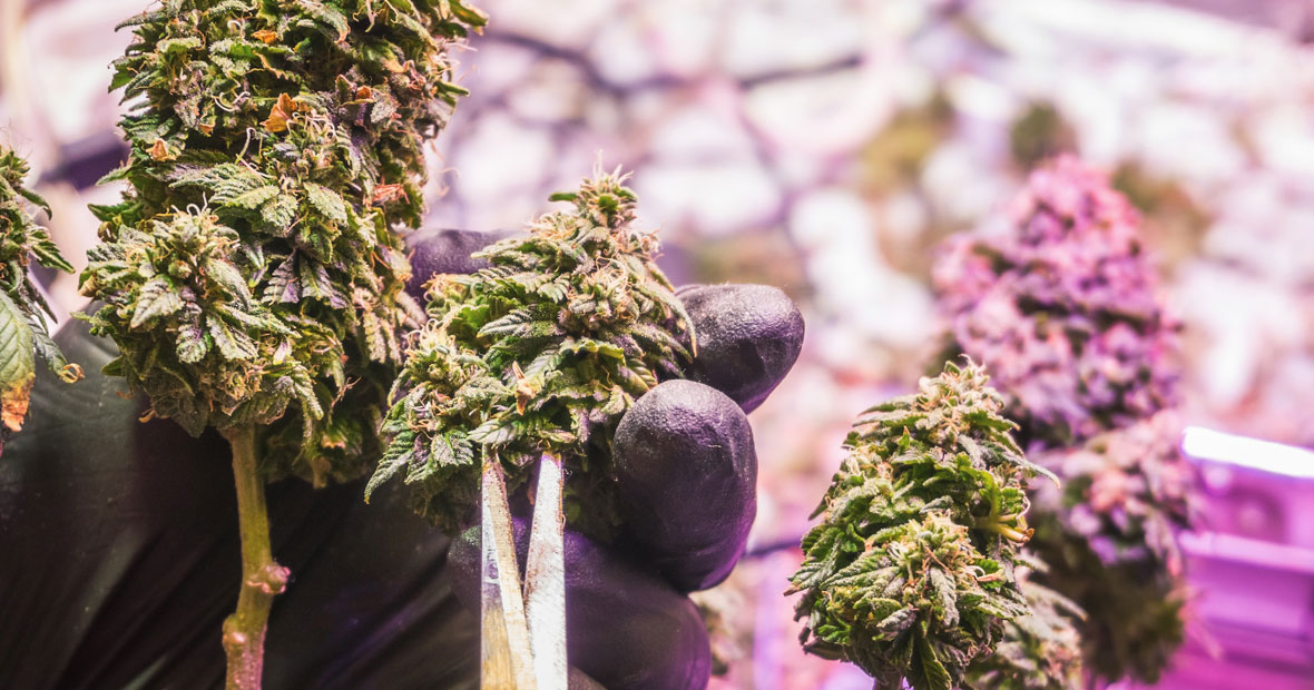 Fleurs de CBD indoor avec belles couleurs